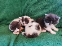 Healthy Adorable Fluffy Kittens