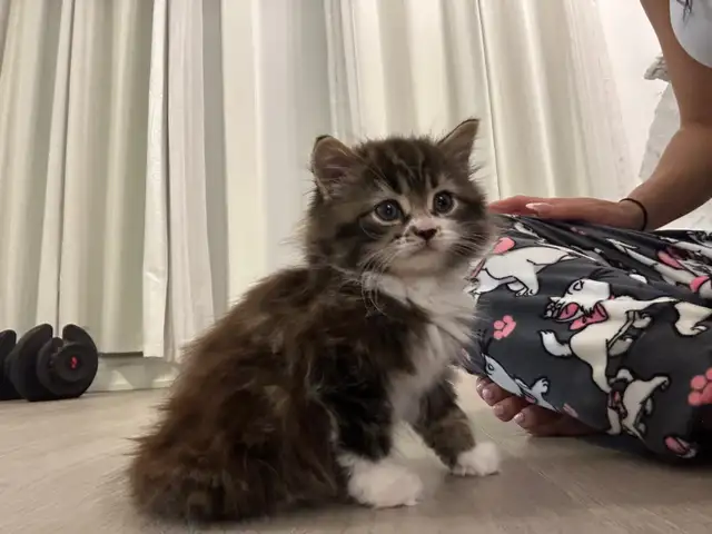   ♡ Siberian Kitten  ♡ health card* + sample food ❤️ in Cats & Kittens for Rehoming in City of Toronto - Image 5