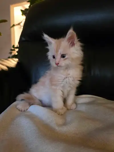 Purebred Maine Coon kittens, View more