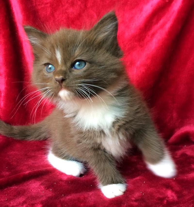Ragdoll Kittens Rare Solid Chocolates & Chocolate torties Cats