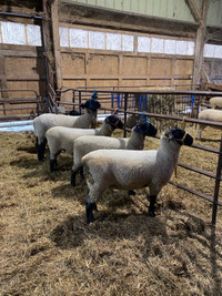 Suffolks for sale 