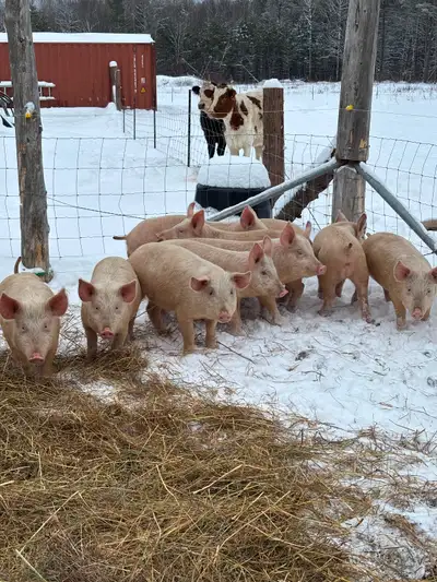 Pigs for sale, View more