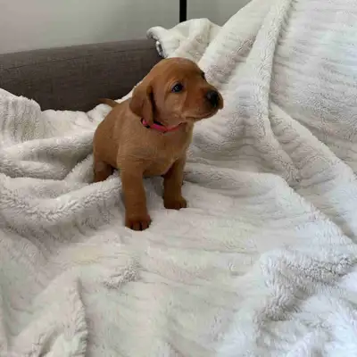 Fox Red Lab puppies, View more