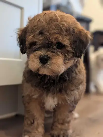 Miniature Schnauzer/Shitzu cross Mini Poodle puppies for sale, View more