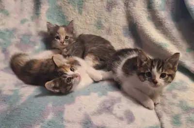 kittens looking for home, View more