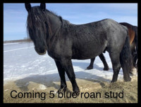 5 yr old blue roan stud