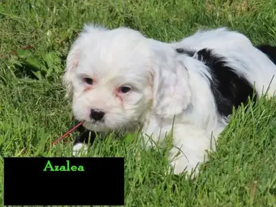Livley playful, rambunctious King Charles cavalier x mini poodle puppies looking for new homes Calls...