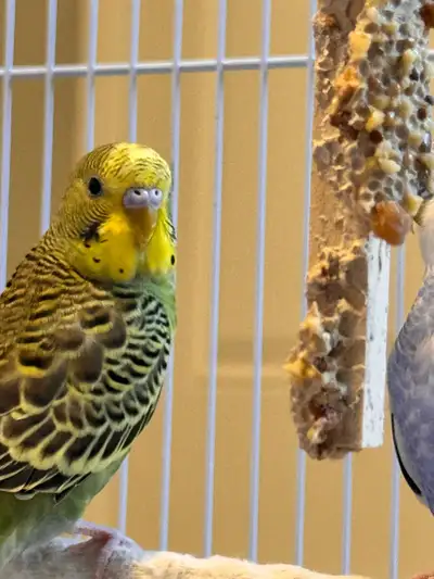 budgies for adoption , View more