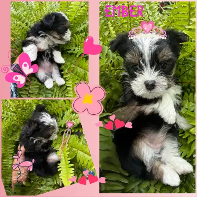 Yorkshire Terrier Puppies, View more