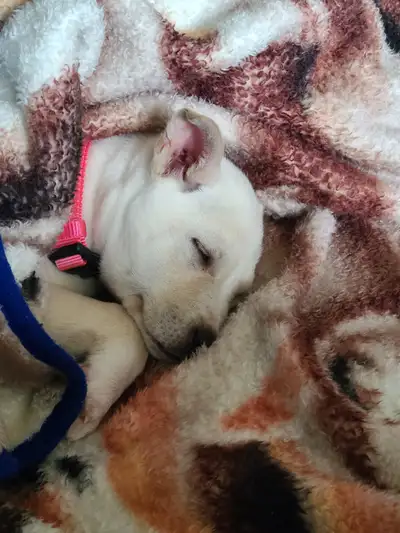 $120 Large mix breed 12 week old female, View more