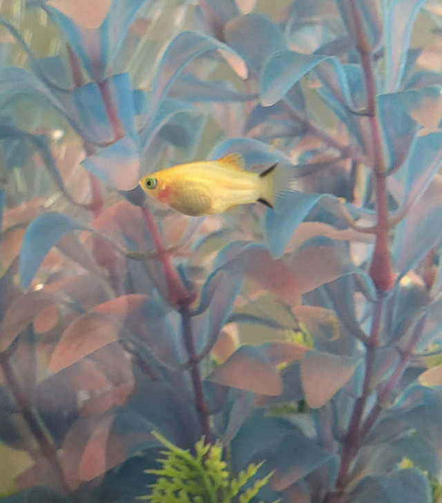 Gold Twinbar Platys in Fish for Rehoming in Red Deer