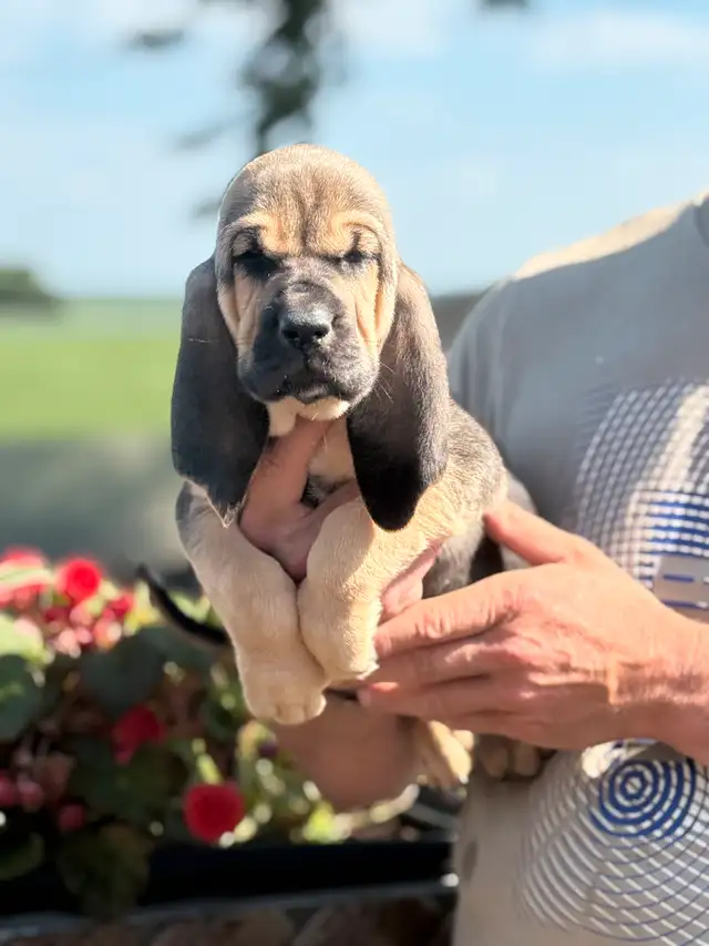 Purebred Bloodhound – CKC Reg, Champion OFA TEST READY TO GO in Dogs & Puppies for Rehoming in Cornwall - Image 7