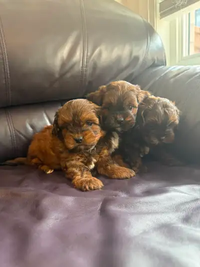 Poodle x Puppies!, View more