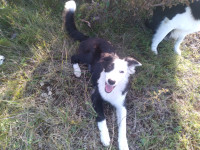 Highly Intelligent Female Border Collie Pup