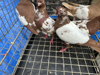  Arabic pigeons, View more