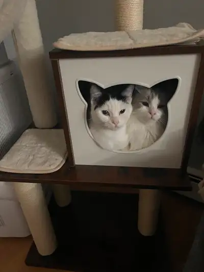 Cats need rehoming, View more