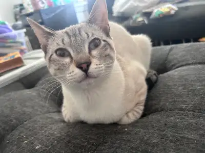 Beautiful Siamese for Rehoming, View more