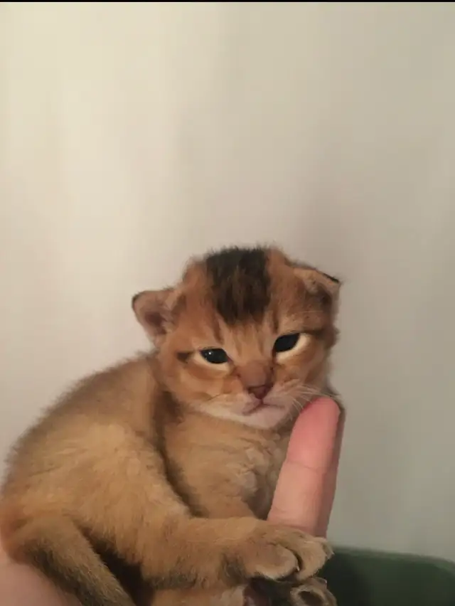 ABYSSIN KITTENS / CHATON ABYSSIN