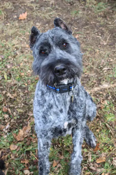 Bouvier des Flandres, View more