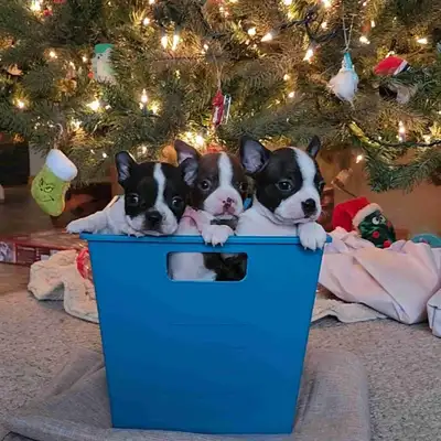 Boston Terrier Puppies, View more