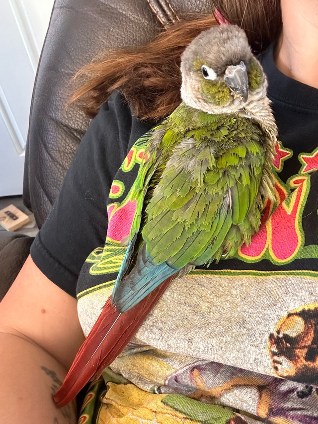 Bonded pair of conures and cage in Birds for Rehoming in Kawartha Lakes - Image 2