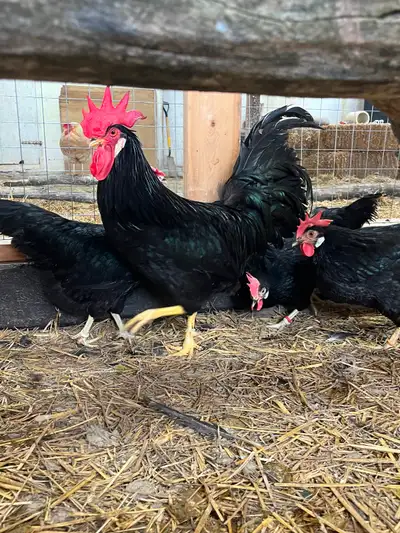 Black Leghorn Hatching Eggs, View more