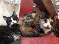 2 Chatons femmes 60$ ch.