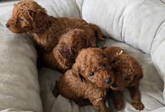 Dark Red Miniature Poodles in Dogs & Puppies for Rehoming in City of Toronto - Image 7