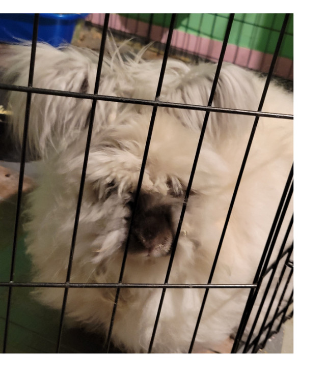 DARLING ENGLISH ANGORA BUNNIES in Small Animals for Rehoming in Winnipeg - Image 4