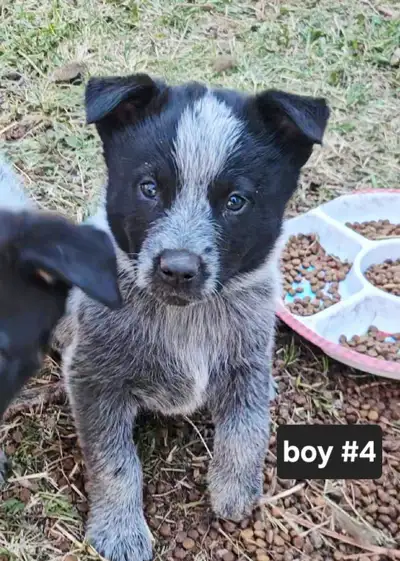 Purebread Blue Heeler Pups, View more