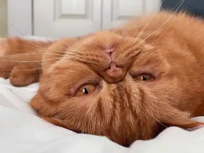 Garfield Cat, View more