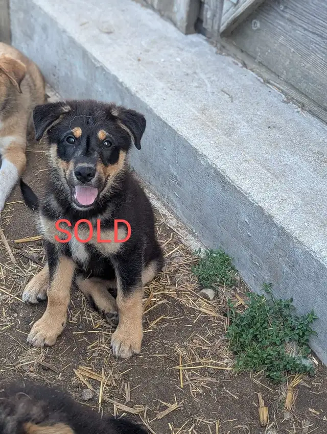 Pyrenees/shepherd mix puppies in Dogs & Puppies for Rehoming in London - Image 7
