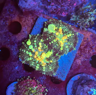 Coral for Sale, View more