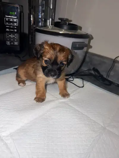 7 “Chorkie” Pups Ready August 1st!, View more
