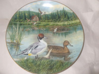 " The Pintail " duck collector plate