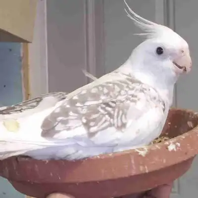 Baby Cockatiels, View more