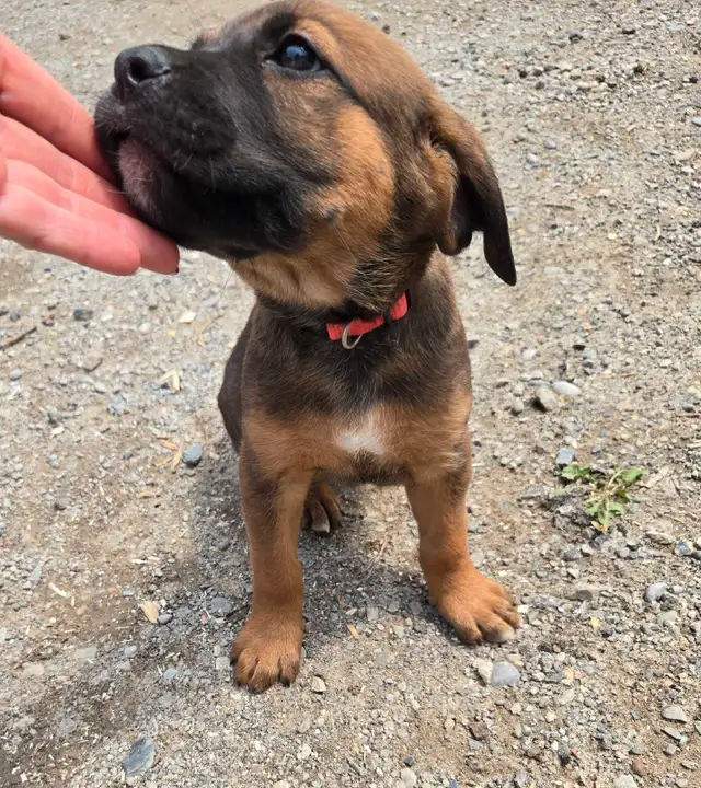 Cane Corso Puppies - 7 Weeks Old in Dogs & Puppies for Rehoming in Barrie - Image 4