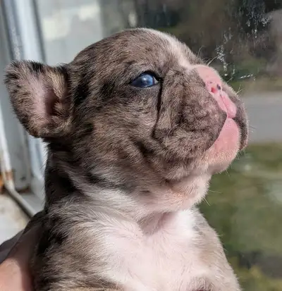 french bulldog , View more
