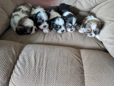 Beautiful Maltese shitzue puppies, View more