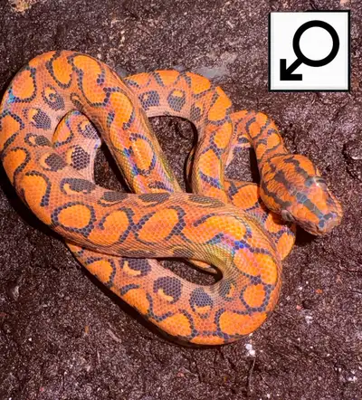 2025 babies available Single $250 pairs $400 Local sales only, not shipping currently