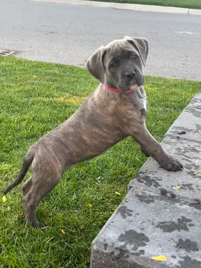Ultimate Protection Dog - Cane Corso Mix Puppies, View more