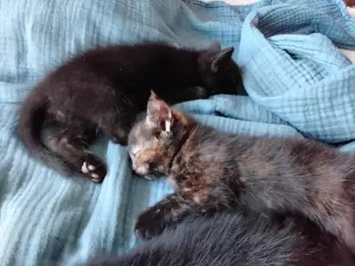 Kittens for adoption, View more
