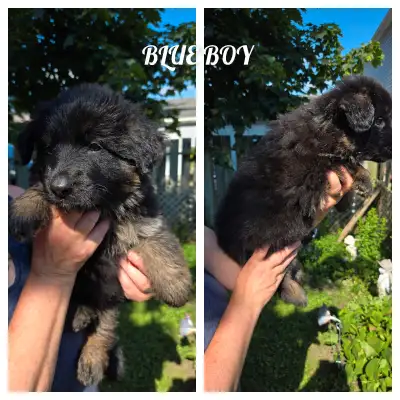 registered long coat German Shepherd puppies, View more