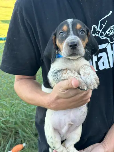 Basset Hound x Coonhound puppies , View more