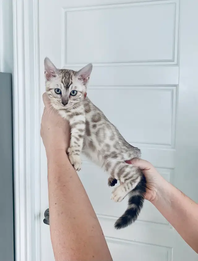 Bengals Chatons ♥️ 100% Pur de parents enregistrés TICA in Cats & Kittens for Rehoming in Laurentides - Image 7