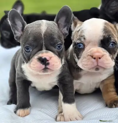 Gorgeous Rainbow litter Frenchton puppies Beautiful colour variation Merle, Isabella, blue, black an...