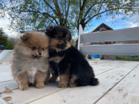 Pure Pomeranian puppies