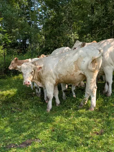 Charolais bull, View more