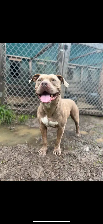 Adopt a Family Friend, View more