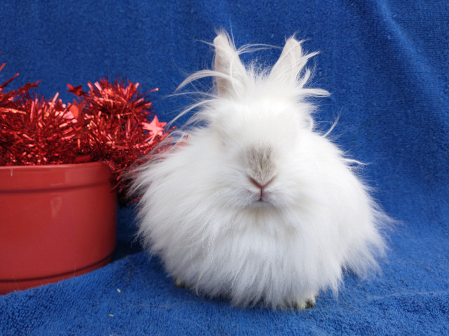 EXTRAORDINAIRE BÉBÉ LAPINE NAINE TÊTE DE LION  *  LIONHEAD BUNNY in Small Animals for Rehoming in City of Montréal